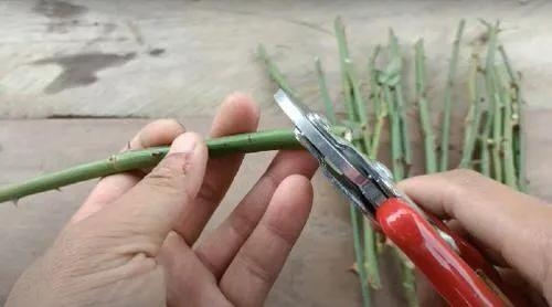 用衛(wèi)生紙繁殖月季的神奇方法