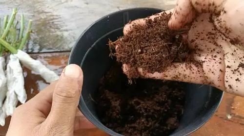 用衛(wèi)生紙繁殖月季的神奇方法