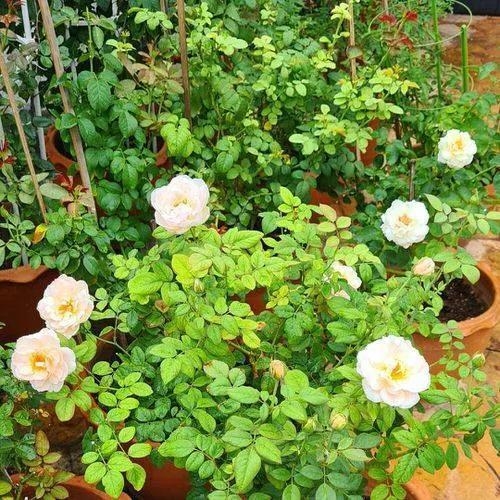 用衛(wèi)生紙繁殖月季的神奇方法